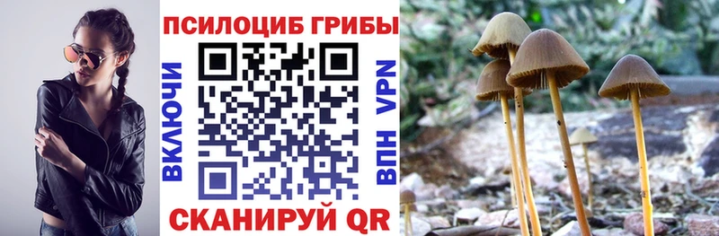 Псилоцибиновые грибы Psilocybe  купить  сайты  Полысаево 